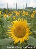 Does sunflower have fruit?