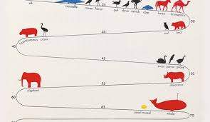 Simplistic Chart Of How Long Different Animals Live My