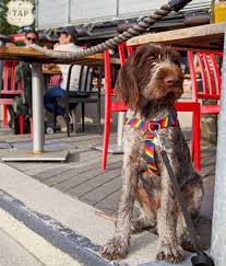 best dog friendly patios to visit in