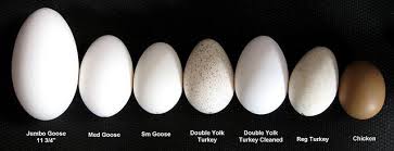 Egg Size Comparison Easter Egg Designs Egg Chart Egg