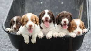 The brittany is a breed of gun dog bred primarily for bird hunting. Heidi Brittany Spaniel Puppy For Sale In Blain Pa Brittany Spaniel Puppies Spaniel Puppies For Sale Brittany Spaniel