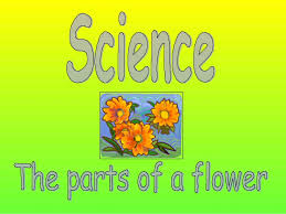 The parts of a plant. Biology Ppt On Parts Of Flower