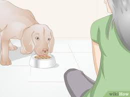 how to get rid of a rash on a dog with
