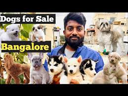 exotic dog breeds in bangalore