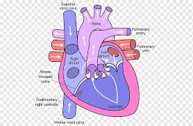 Heart valve Atrium Anatomy Diagram, heart, purple, text, hand png | PNGWing