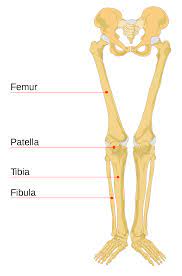 The quadriceps muscles straighten the knee. Leg Bone Wikipedia