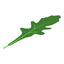 Arugula Garden Leaf Icon Isometric Of