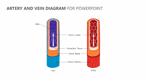 Arteries and veins are both components of the circulatory system in humans and other animals. Artery And Vein Diagram For Powerpoint Pslides