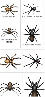 Spider Type Printable Cards For Toddlers And Preschoolers
