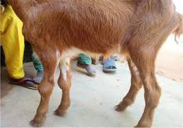 common diseases of goats treatment and