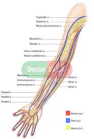 Anatomy Of The Nerves Arteries And Veins Of The Arm Upper
