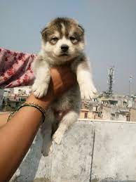 siberian husky puppies available in