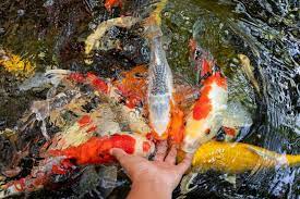 top koi fish breeds you can find at