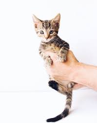 See more ideas about cats, cute cats, cats and kittens. Person Holding Black And Brown Tabby Kitten Photo Free Cat Image On Unsplash