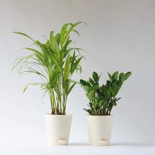 Le piante esotiche non hanno un uso particolare. Piante Da Appartamento 10 Esemplari Che Vivono Bene Con Poca Luce
