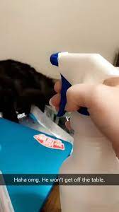 Maybe you would like to learn more about one of these? This Cat Is Immune To The Spray Bottle Funny Cat Videos Funny Gif Funny Animals