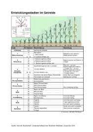 Die pflanze beginnt in dieser phase mit dem bbch 31: Entwicklungsstadien Im Getreide Docsity