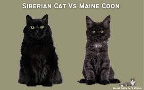 siberian cat vs maine which breed