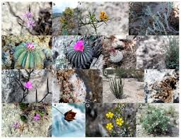 Endemism In The Gypsicolous Flora Of Mexico