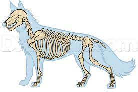 Рисуем животных: анатомия волка