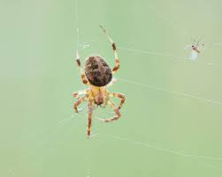 are garden spiders poisonous