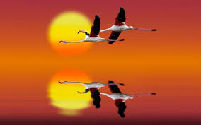 Flamingo Red Sky At Sunset Flight Art