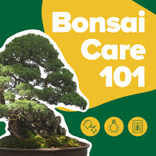bonsai care 101 espoma