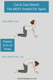 It's adorable when your cat rolls over to show you her belly, but do you know why she does it? Cat And Cow Stretch For Back Pain Relief The Cat Cow Pose