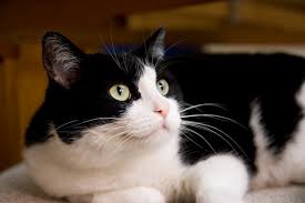 But stormy/storm for short lol. 100 Best Tuxedo Cat Names For Black And White Cats By Kidadl