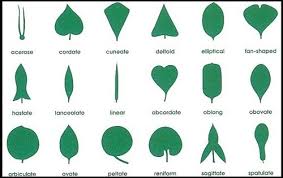 Botany Cabinet Control Chart Laminated Botany Montessori