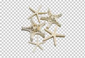 Starfish Bmp File Format Png Clipart Animals Beautiful
