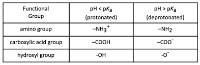 2 9 Ph And Amino Acids Dat Bootcamp
