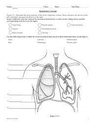 15 the human respiratory system worksheet respiratory system. Respiratory System Worksheet