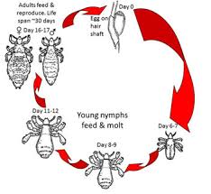 head lice and your child a