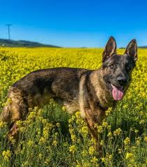 race chien de garde quel chien