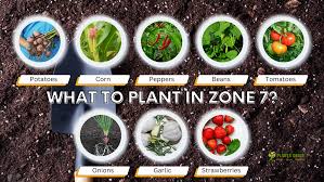 what to plant in zone 7 plant