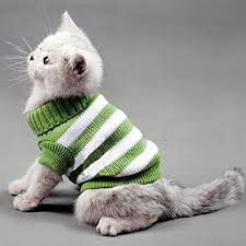 It seems whenever cats and dogs are paired together, the dog will almost always be the adverts for animal friends pet insurance feature a claymation female cat and male dog. Striped Cat Sweaters Kitty Sweater For Cats Knitwear Small Dogs Kitten Clothes Male And Female High Stretch Soft Warm Amazon Ca Pet Supplies