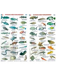Subacqua Mediterranean Fish Chart French
