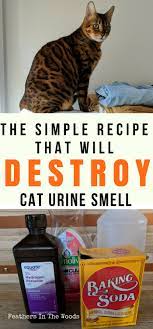 Remove cat pee smell permanently - Feathers in the woods