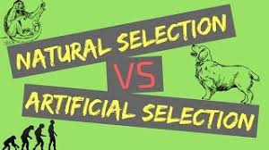 Student exploration natural and artificial selection answer key. Matrix Lesson