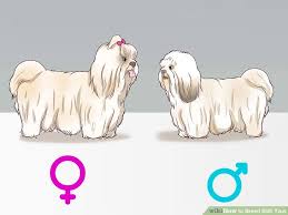 How To Breed Shih Tzus With Pictures Wikihow
