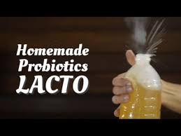 how to make probiotics lacto you