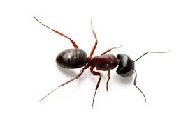 ant removal how to get rid of ants