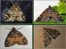 irish moths common marbled carpet
