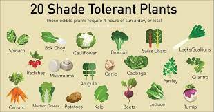 20 Shade Tolerant Plants To Grow In