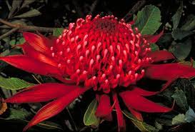 Risultati immagini per australian bush flower