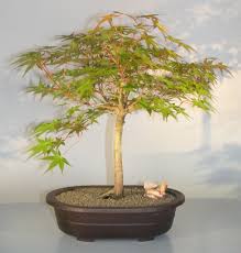 anese maple bonsai tree acer palmatum