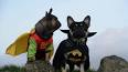 Video for batman and robin dog costume