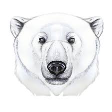 Let drawing how to draw show you how to draw a realistic man's face from the side view. Drawing With Watercolor Of Predator Mammal Polar Bear Artic Portrait Of Polar Bear Stock Vector Illustration Of Puppy Animal 103949585