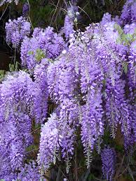 The vines are best trained to climb on trellises, arbors, walls, and fences. Wisteria Wikipedia